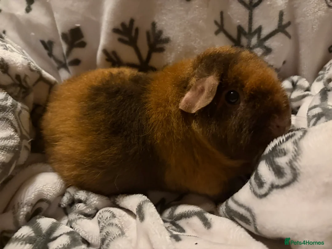 Guinea Pig rodents for sale: 3 female guinea pigs + set up - Advert 6