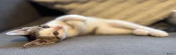 Mixed Breed cats for sale: 6 kittens ready for amazing homes!! - Advert 2