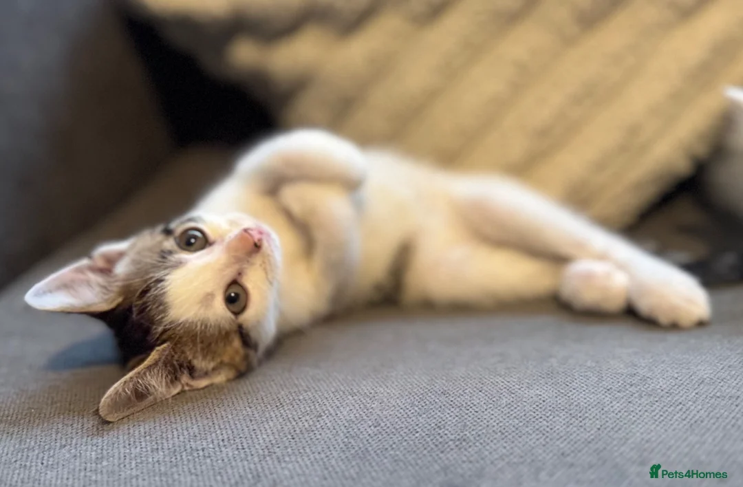 Mixed Breed cats for sale: 6 kittens ready for amazing homes!! - Advert 2