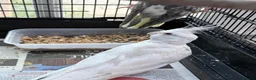 Cockatiels birds for sale: Albino / pied Cockatiels for sale with cage.  - Advert 4