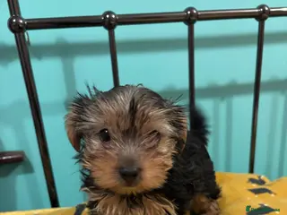 Yorkshire Terrier dogs Stunning minature yorkshire terrier girl 🐾🩷 - Advert 1