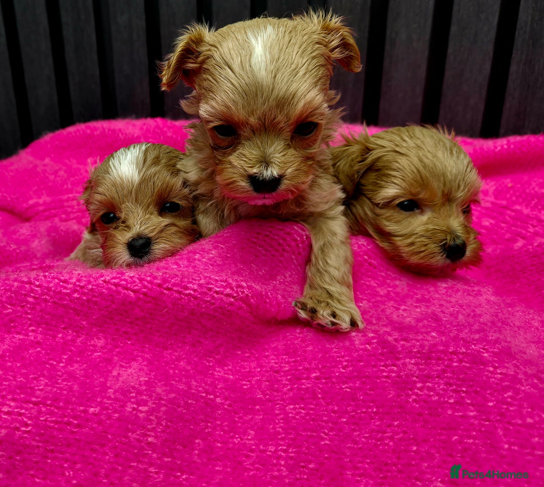 Maltipoo dogs for sale: Tiny Maltipoo Puppies for  sale - Image 7
