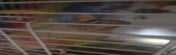 Conures birds for sale: Female conure for adoption in North Shields - Advert 2