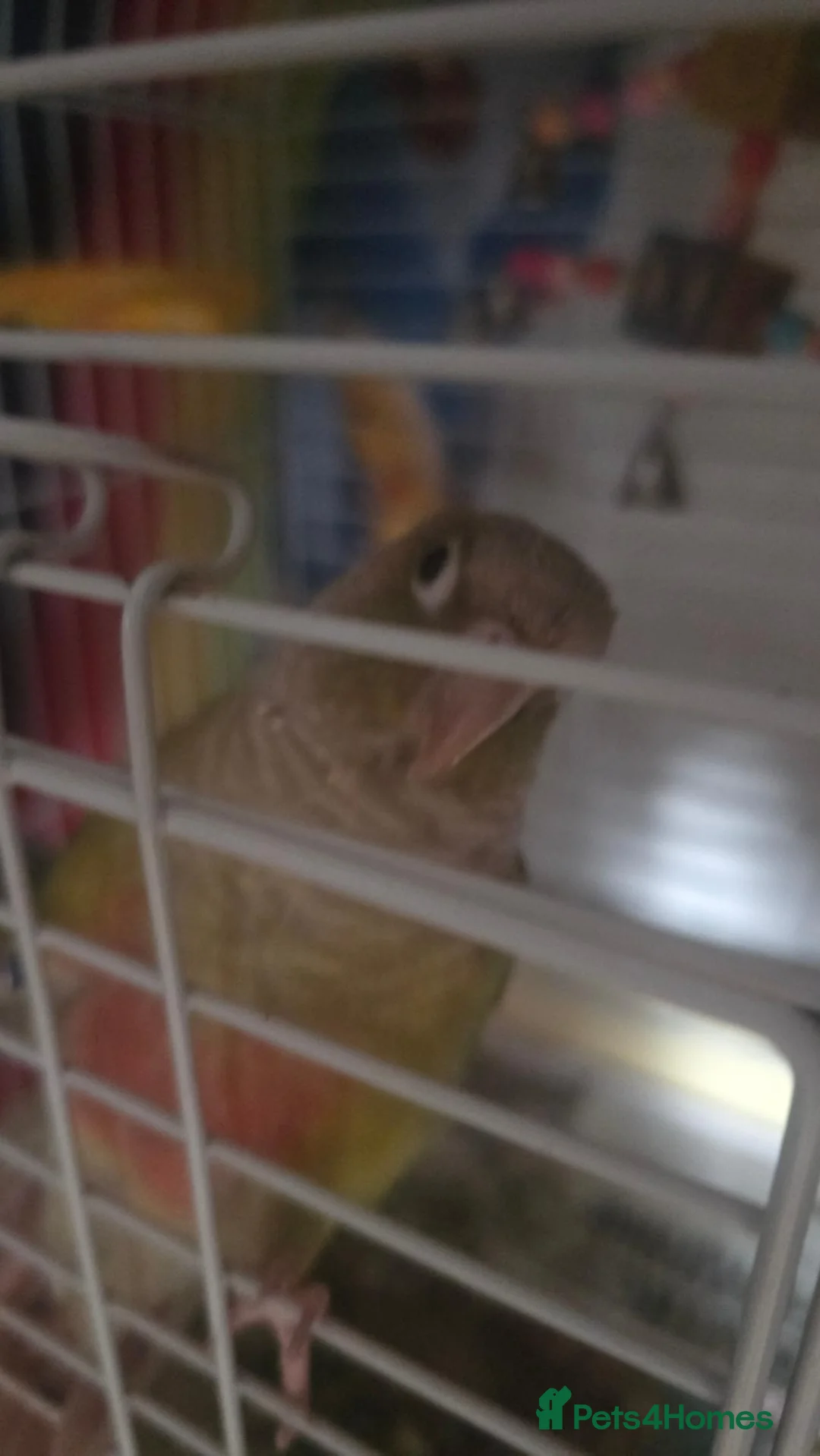 Conures birds for sale: Female conure for adoption in North Shields - Advert 2