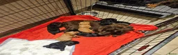 Cocker Spaniel dogs for sale: Cocker spaniels  in Tadcaster - Advert 6