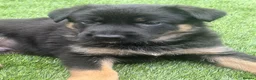 German Shepherd dogs for sale: Europe’s Elite Male and female available   - Advert 5