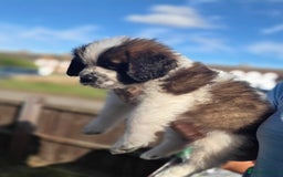 Saint Bernard dogs for sale: Saint bernard puppies READY END OF NEXT WEEK - Image 26