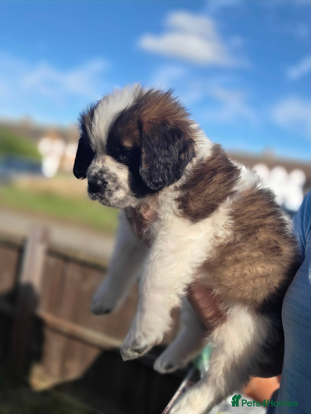 Saint Bernard dogs for sale: Saint bernard puppies READY END OF NEXT WEEK - Image 26