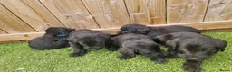 Mixed Breed dogs for sale: Giant schnauzer x Labrador puppies  - Advert 3