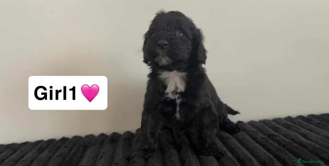 Cockapoo dogs for sale: Cockapoo puppies  - Advert 36