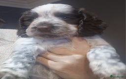 Cocker Spaniel dogs for sale: Stunning kc working cocker spaniels - Image 34