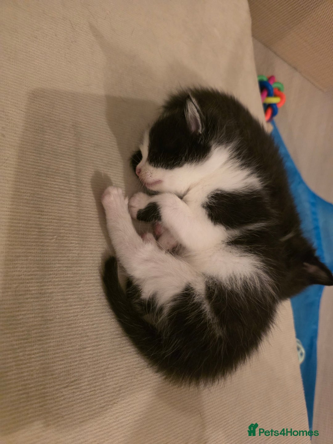 Mixed Breed cats for sale: Beautiful kittens - Advert 6