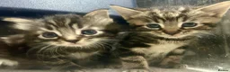 Bengal cats for sale: Bengal x kittens ready end of August 2 left  - Advert 6