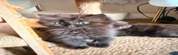 British Shorthair cats for sale: BRITISH SHORTHAIR DOLLS READY NOW! in Uxbridge - Advert 32