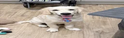 Golden Retriever dogs for sale: Golden Retriever Puppy Looking For Loving Home - Advert 3