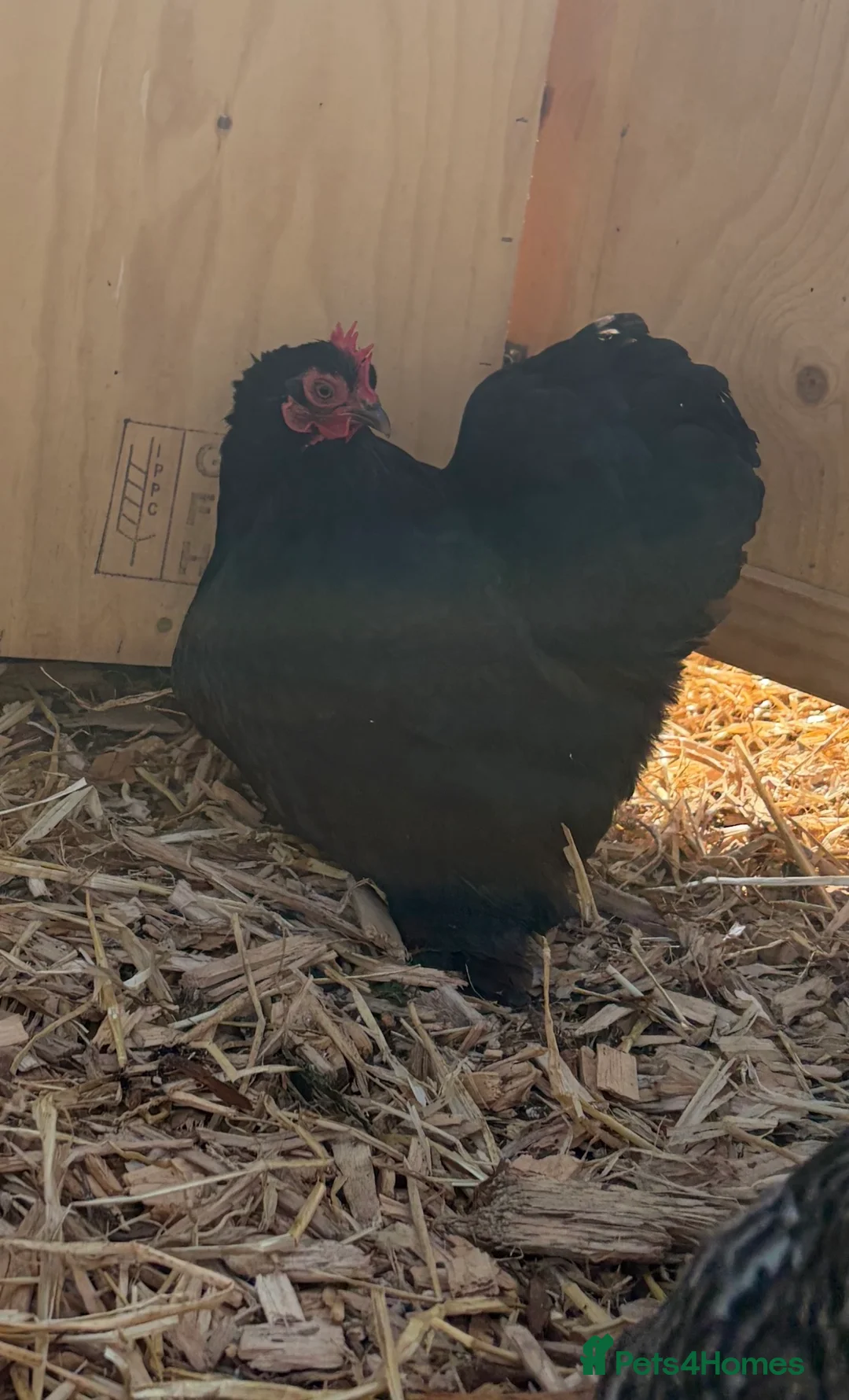 Chickens poultry for sale: 🥚 Mixed colour pekin bantam hatching eggs  - Advert 2