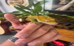 Gecko reptiles for sale: Created Geko’s with tank  - Image 1