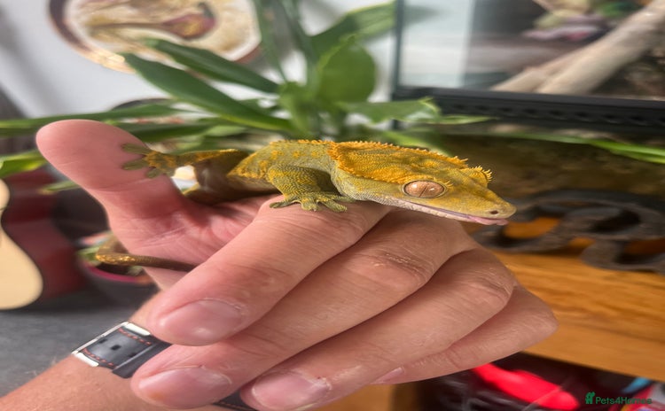 Gecko reptiles - Advert 1