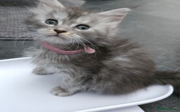 Maine Coon cats for sale: HIGH SILVER EHITE  GIRL ✨TICA REG BREEDER - Image 5