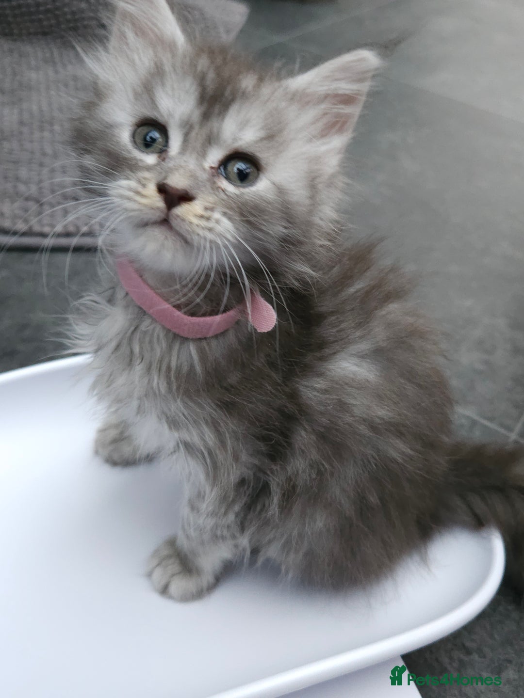 Maine Coon cats for sale: HIGH SILVER EHITE  GIRL ✨TICA REG BREEDER - Image 5
