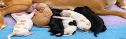 Cocker Spaniel dogs for sale: Beautiful Show Type Cocker Spaniel Puppies - Advert 3