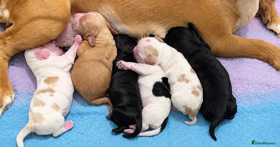 Cocker Spaniel dogs for sale: Beautiful Show Type Cocker Spaniel Puppies - Advert 3