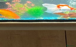 Goldfish fish for sale: Three gold fish,tank and equipment  - Image 2
