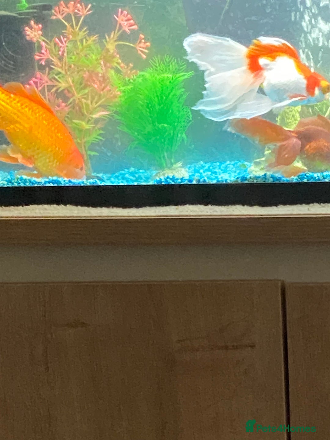 Goldfish fish for sale: Three gold fish,tank and equipment  - Image 2