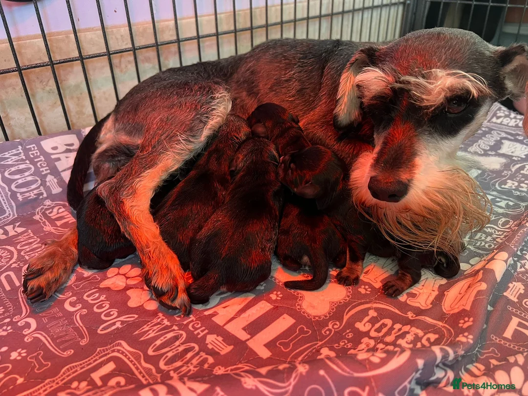 Miniature Schnauzer dogs for sale: Miniature schnauzer pups - Advert 1