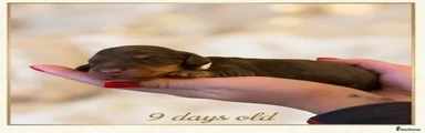 Miniature Dachshund 4 - Crunchie 