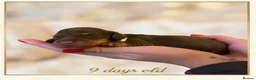 Miniature Dachshund dogs for sale: Stunning 5 ⭐️ long-haired miniature dachshunds - Advert 4