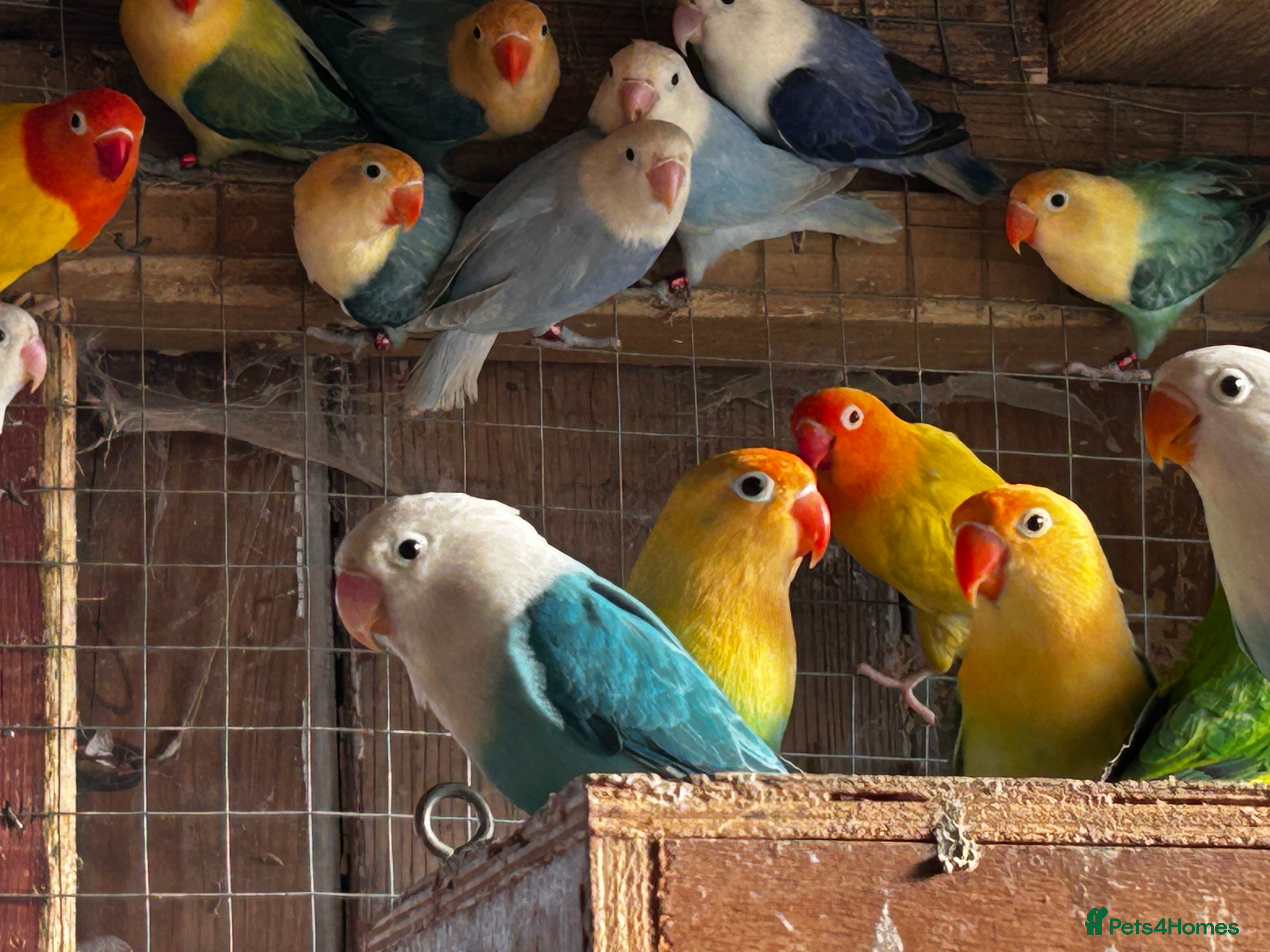 Lovebirds birds Beautiful baby lovebirds and adult lovebirds  - Advert 1