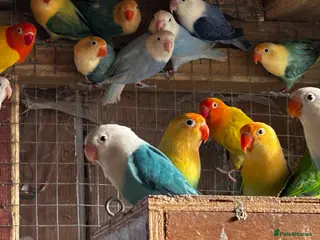 Lovebirds birds Beautiful baby lovebirds and adult lovebirds - Advert 1