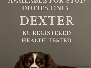 Cavalier King Charles Spaniel dogs Chocolate Tri cavalier - Advert 14