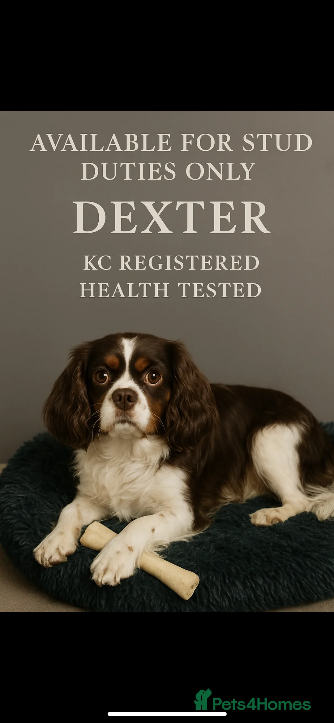 Cavalier King Charles Spaniel dogs for stud: Chocolate Tri cavalier  - Advert 1