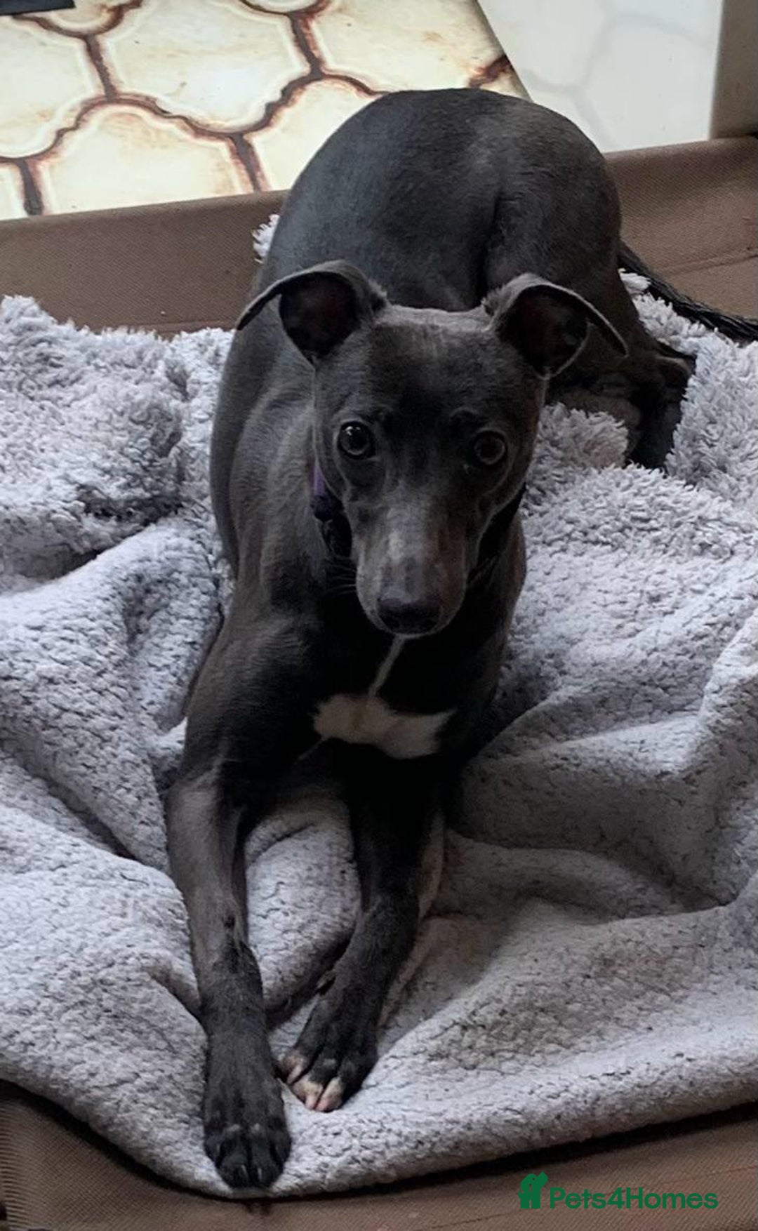 Whippet dogs for sale: Stunning KC Whippet Puppies for Sale - Advert 10