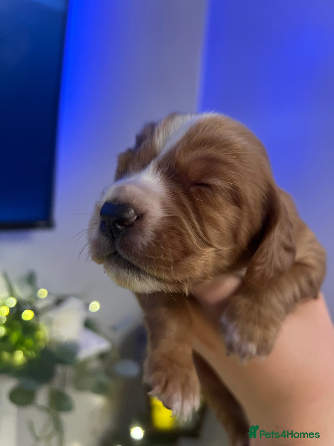 Cocker Spaniel dogs for sale: Cocker spaniel puppies  - Advert 14