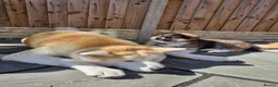 Japanese Akita Inu dogs for sale: RKC Registered Puppy Litter - Advert 14
