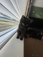 British Shorthair cats British shorthair chocolate brown mocha kitten - Advert 14