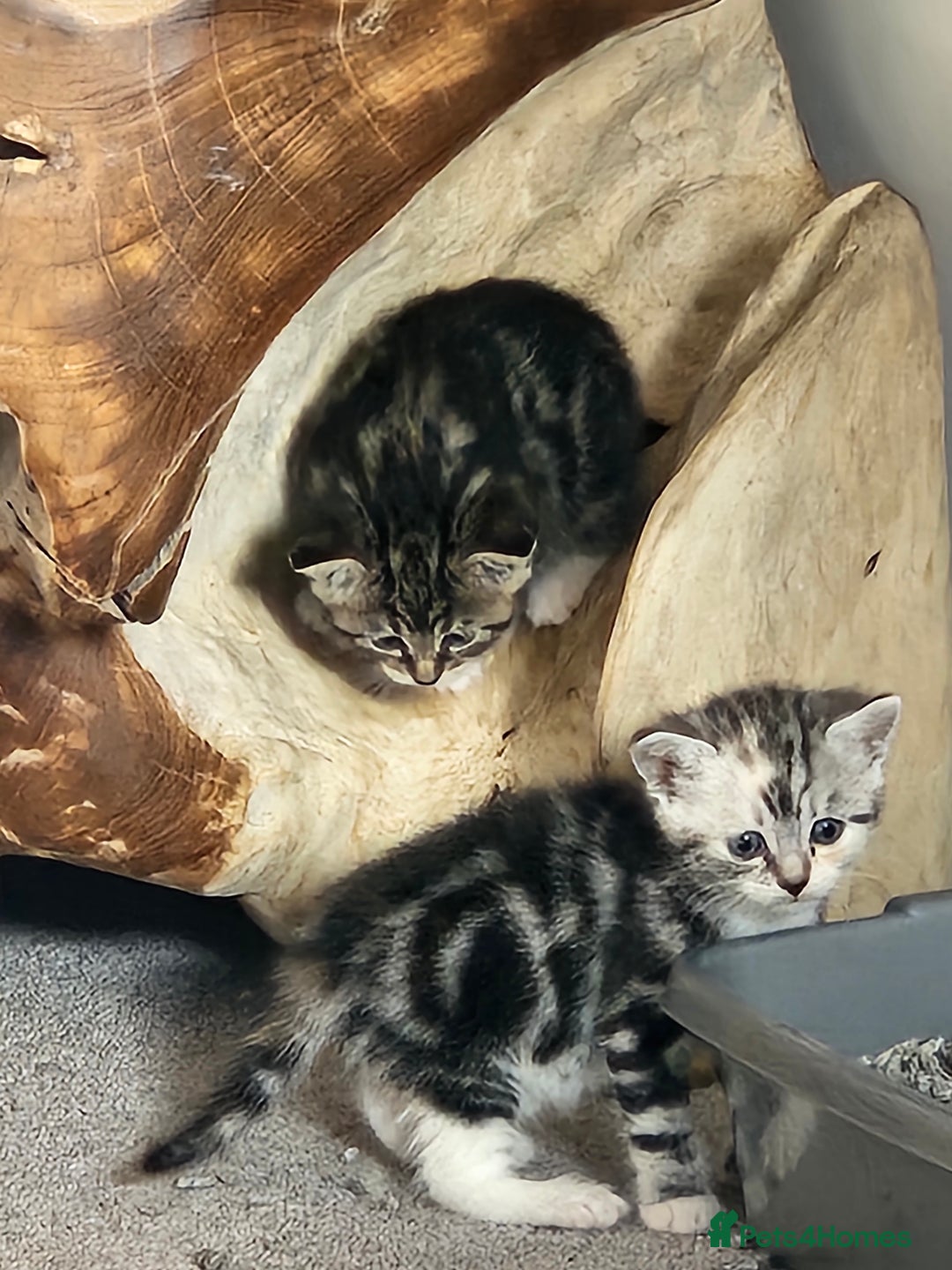 Mixed Breed cats for sale: Chinchilla Persian cross kittens  - Image 8