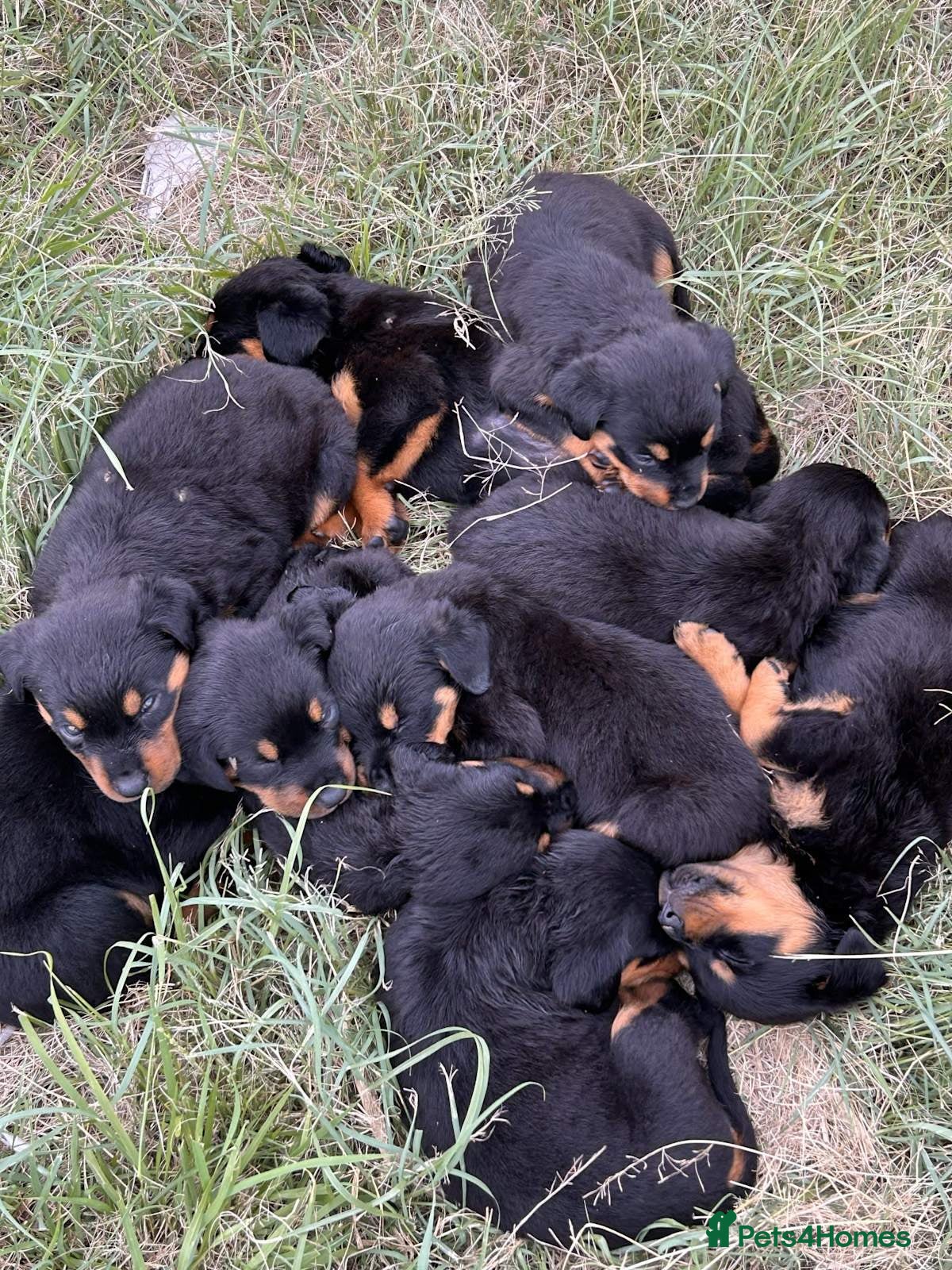 Rottweiler dogs Purebred Rottweiler Puppies Availalbe - Advert 6