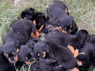 Rottweiler dogs Purebred Rottweiler Puppies Availalbe - Advert 1