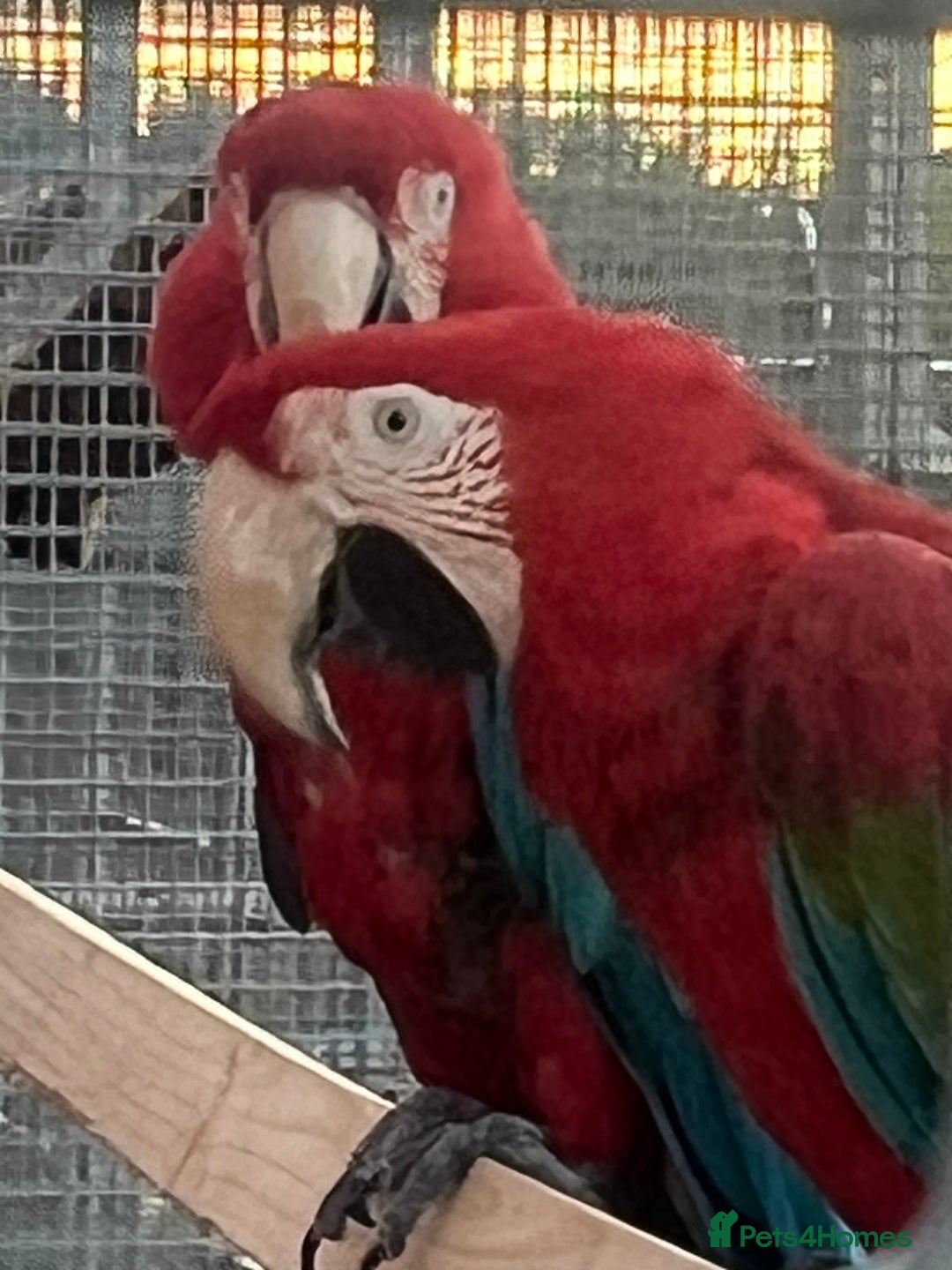 Macaws birds for sale: Pair of greenwings lovely big birds  - Image 3