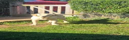 Labrador Retriever dogs for sale: Golden labrador  - Advert 5