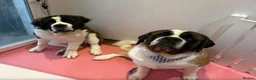 Saint Bernard dogs for sale: Gorgeous Saint Bernard pups  - Advert 1