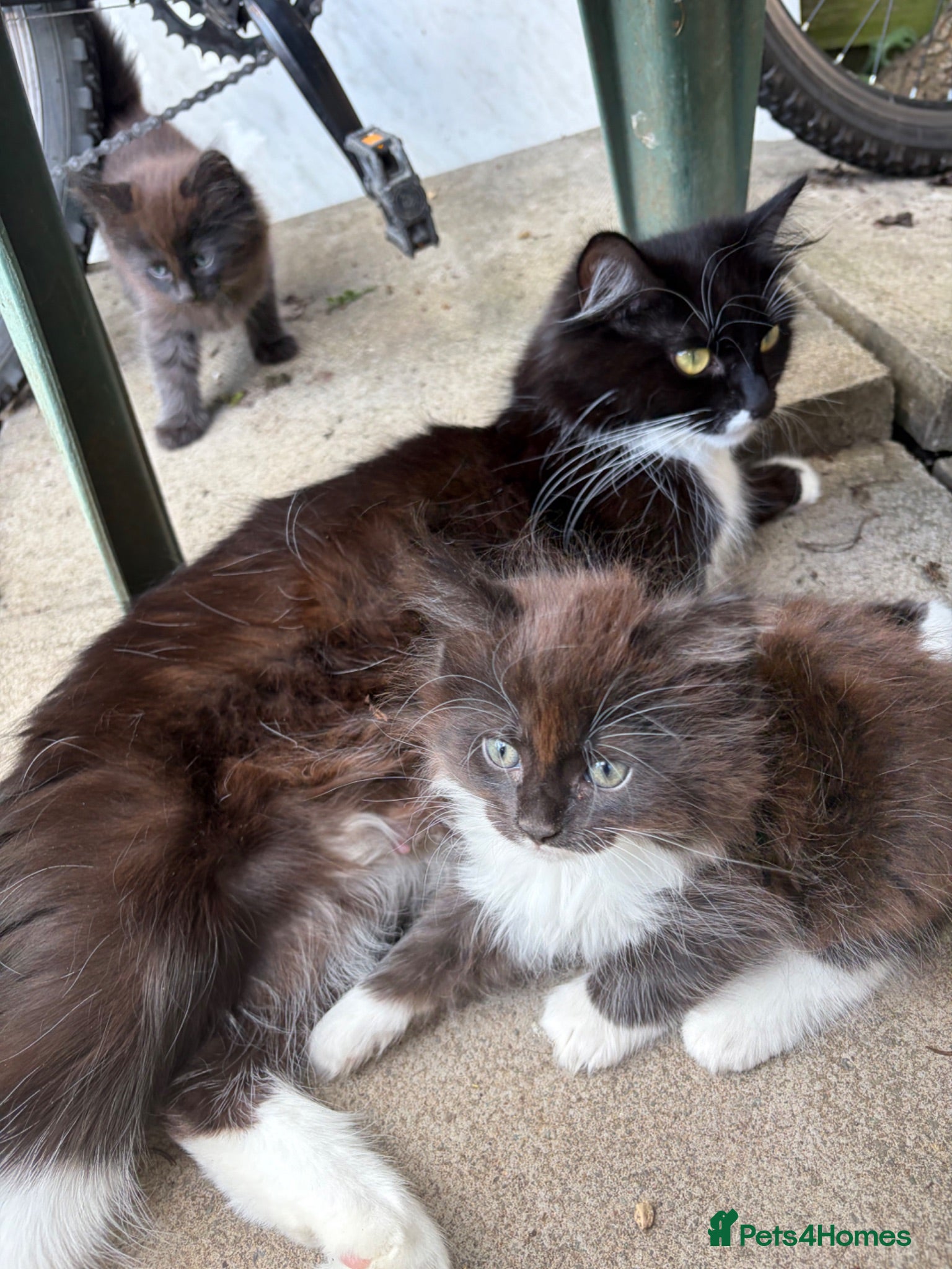 Mixed Breed cats Black and white kittens for sale  - Advert 11