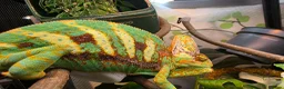 Chameleon reptiles for sale: Male and female yemen chameleon  - Advert 1