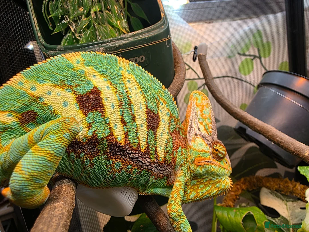 Chameleon reptiles for sale: Male and female yemen chameleon  - Advert 1