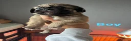 Mixed Breed dogs for sale: Shih Tzu cross frenchie puppies  - Advert 8