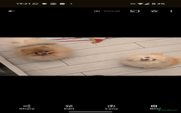 Pomeranian dogs for sale: Male Pomeranian  - Image 4